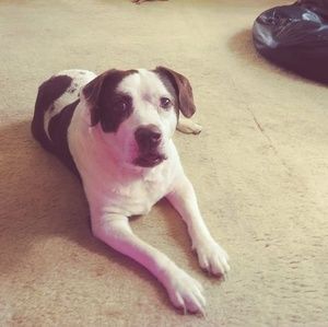 Meet your Posher, Stella